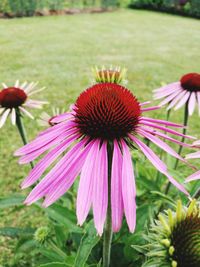Close-up of coneflowers blooming on field