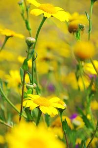 Close-up of yellow flowering plant in field