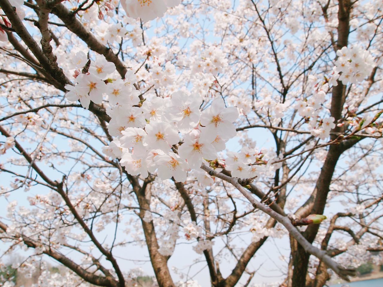 flower, branch, tree, freshness, cherry blossom, growth, fragility, blossom, cherry tree, beauty in nature, low angle view, nature, in bloom, springtime, petal, blooming, fruit tree, white color, apple tree, orchard