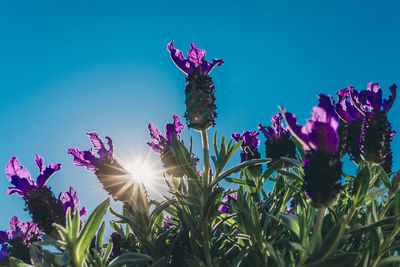 Low angle view of pink flowering plants against blue sky