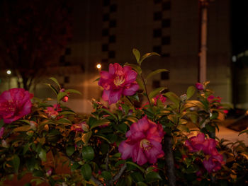 Close-up of pink flowering plants