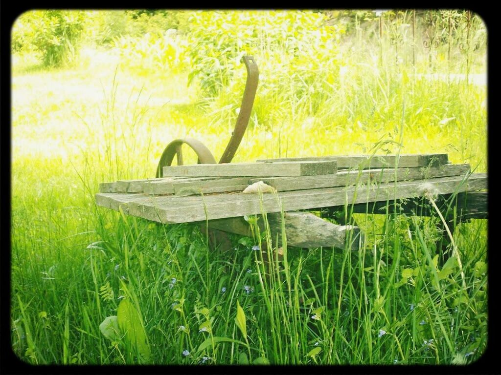 grass, transfer print, auto post production filter, growth, field, green color, plant, wood - material, grassy, nature, tranquility, bench, day, outdoors, beauty in nature, no people, wooden, wood, park - man made space, tranquil scene