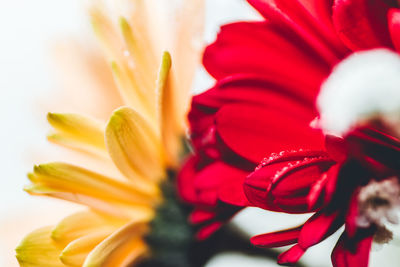 Close-up of pink flower