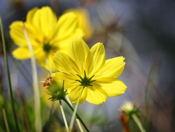 Close-up of yellow flowering plant