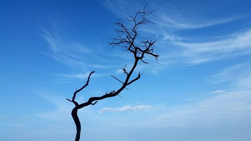 Low angle view of bare tree against blue sky