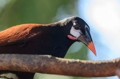 Close-up of bird by branch