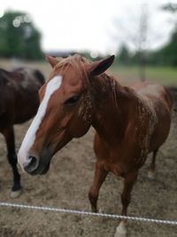 Close-up portrait of horse