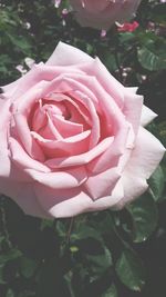 Close-up of pink rose