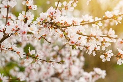 Blooming tender cherry closeup, floral white branch of sakura bush at springtime under sunlight