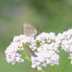 Close-up of butterfly pollinating on flower