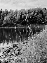 Scenic view of lake in forest against sky