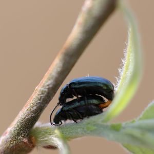 Close-up of insect