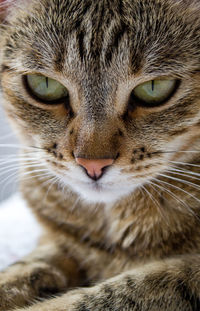 Close-up portrait of a cat