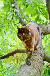 Cat looking away