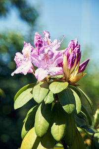 Close-up of pink flowering plant