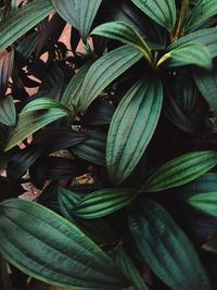 Full frame shot of potted plant