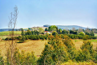 Plants growing on field against sky