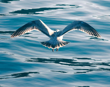 Seagulls flying over sea