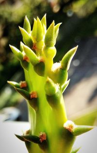 Close-up of succulent plant