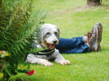 Dog relaxing on grassy field