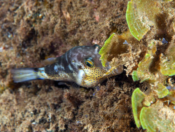 Fish swimming in sea