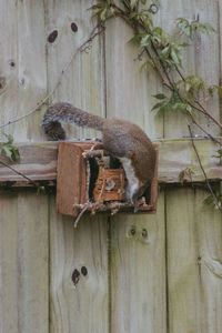 Close-up of squirrel