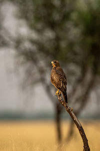 Bird perching on a branch