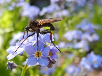 Close-up of bee on flower