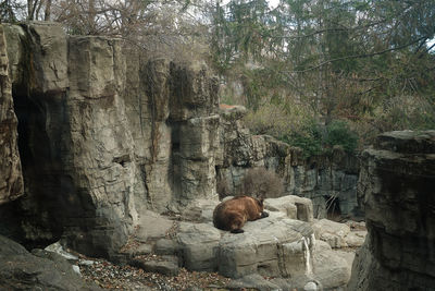 View of a monkey on rock