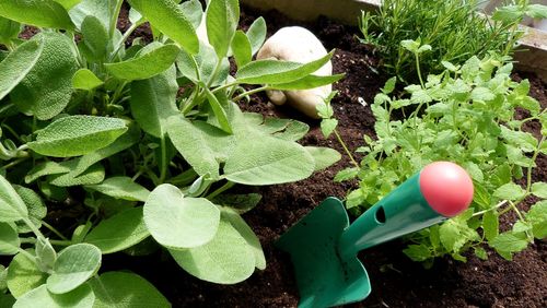 High angle view of herbst in garden with gardenshovel