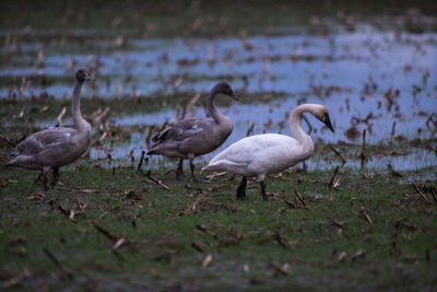 Ducks in lake