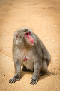 Monkey sitting looking away