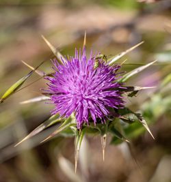 Close-up of purple thistle flower on field