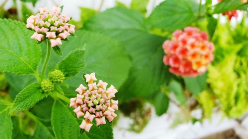 Close-up of flowering plants