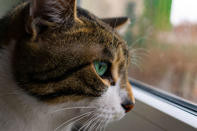 Close-up of a cat looking away