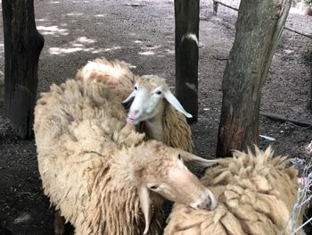 View of sheep on wooden post