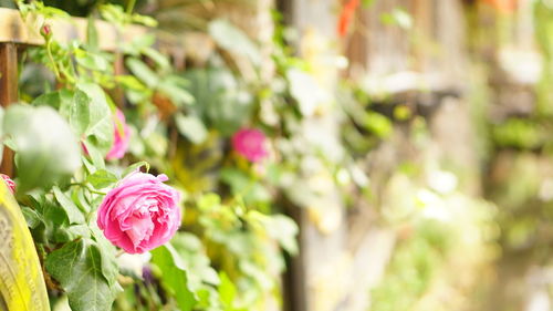 Close-up of pink roses