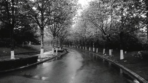 Treelined along trees in park