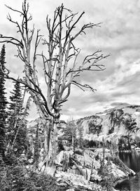 Bare tree on snow covered landscape