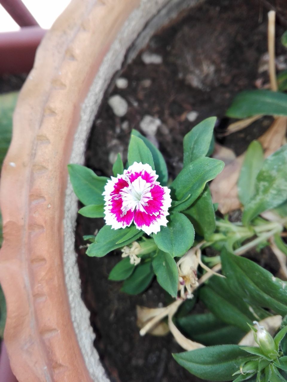 growth, leaf, plant, flower, potted plant, fragility, freshness, green color, no people, day, close-up, nature, petal, outdoors, blooming, flower head, beauty in nature