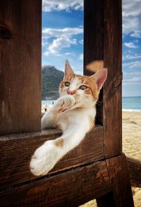 Cat sitting on wooden wall