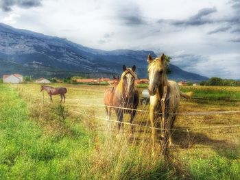 Horses grazing on field