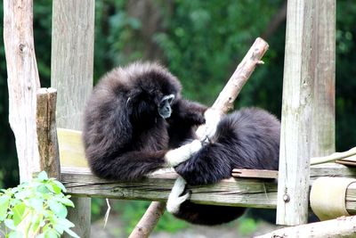 Close-up of sheep sitting on wood