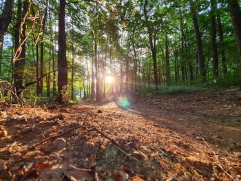 Sunlight streaming through trees in forest