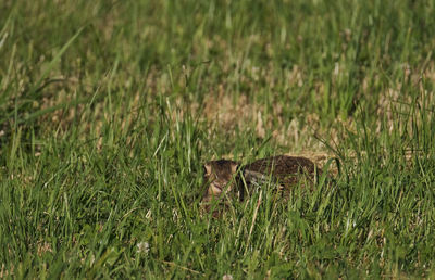 Cat relaxing on grass