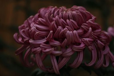 Close-up of pink rose flower