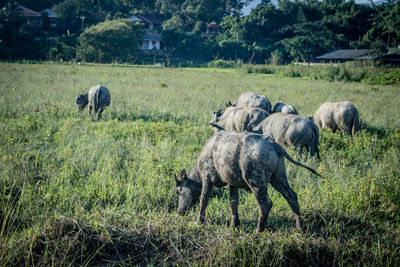 Sheep in a field