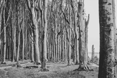 Trees on field in forest