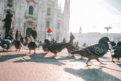 Pigeons perching on a street in city