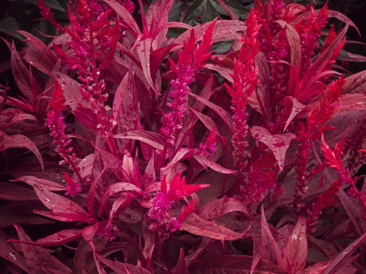 FULL FRAME SHOT OF RED FLOWERS